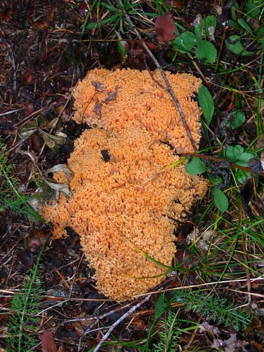 There were lots of fungi and mushrooms along the trail.